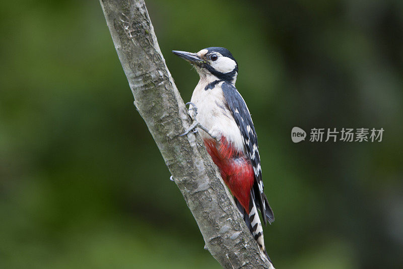 白背啄木鸟(Dendrocopos Leucotos)